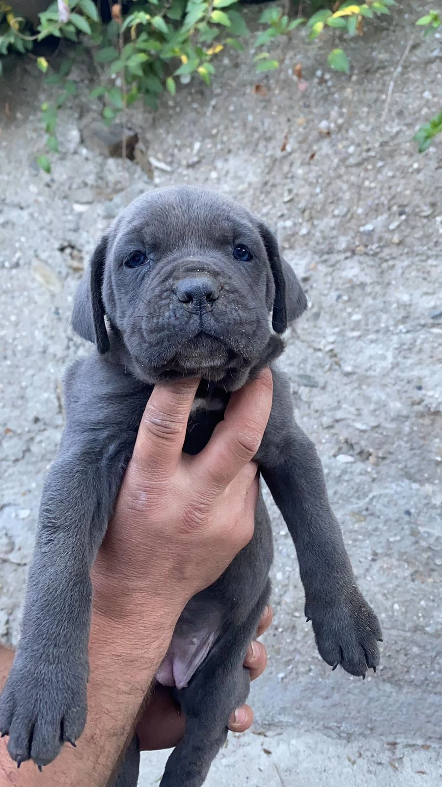 Sağlıklı Cane Corso Yavrular