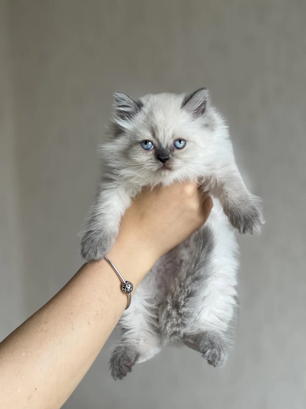 Evinizin Neşesi British Longhair Blue Point