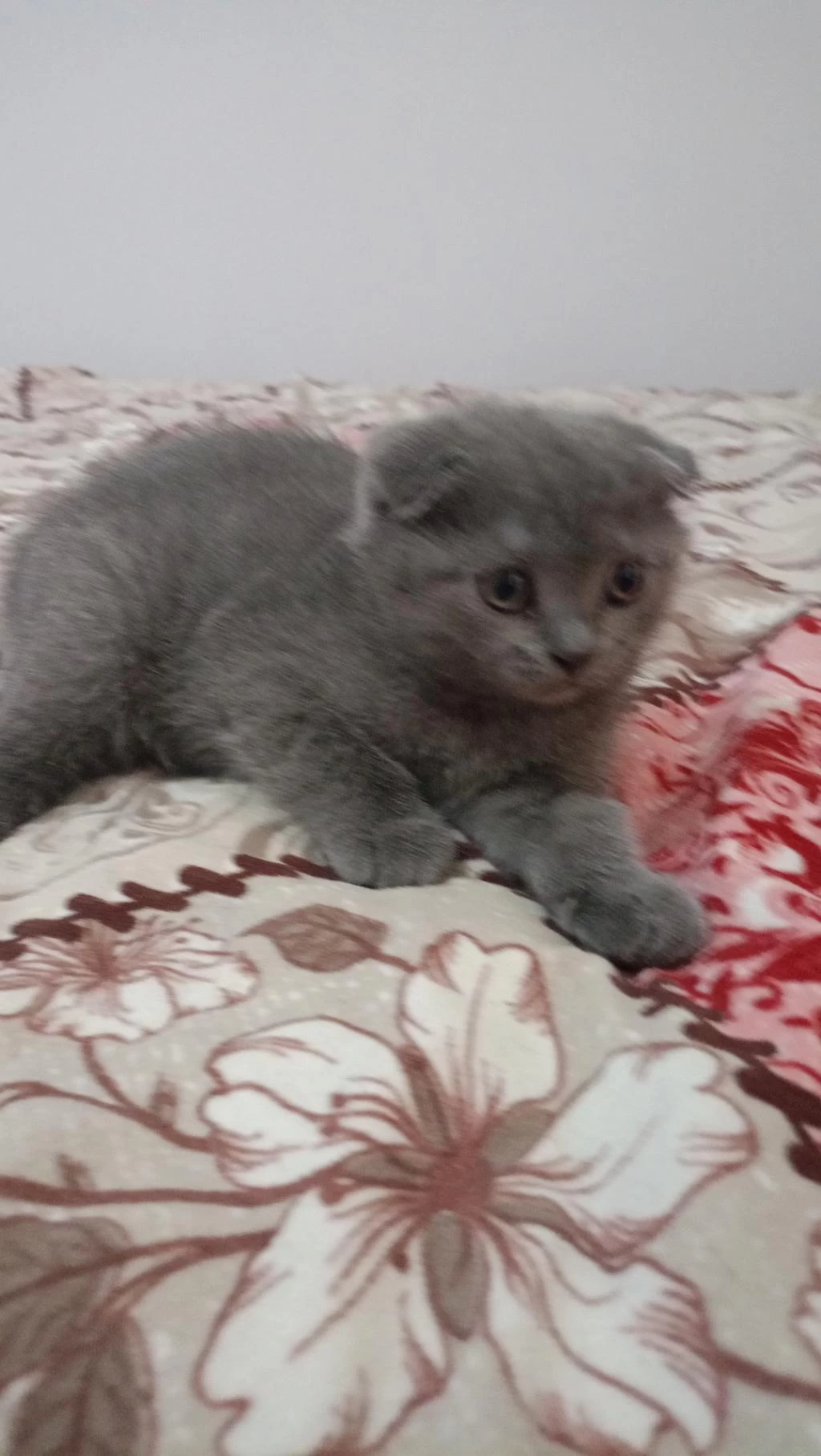Sahibinden Scottish Fold 55 Günlük