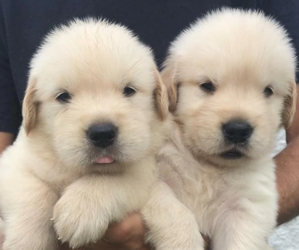 Akil Küpü Golden Retriever Yavrulari