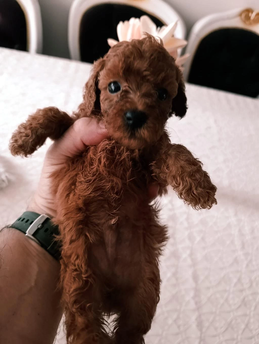 Toy Poodle Yavrularımız
