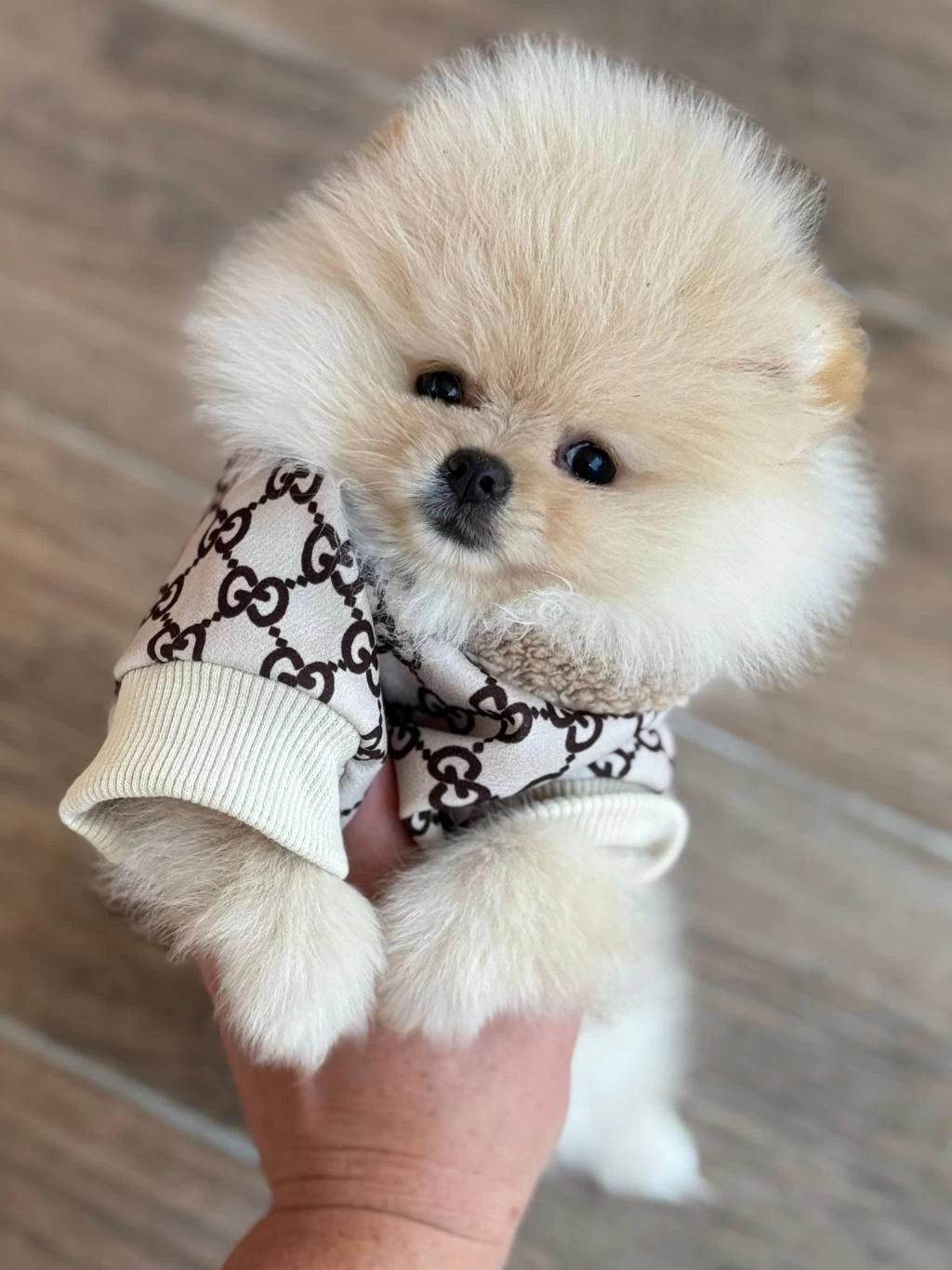 Boo Garantili Yavrularımız