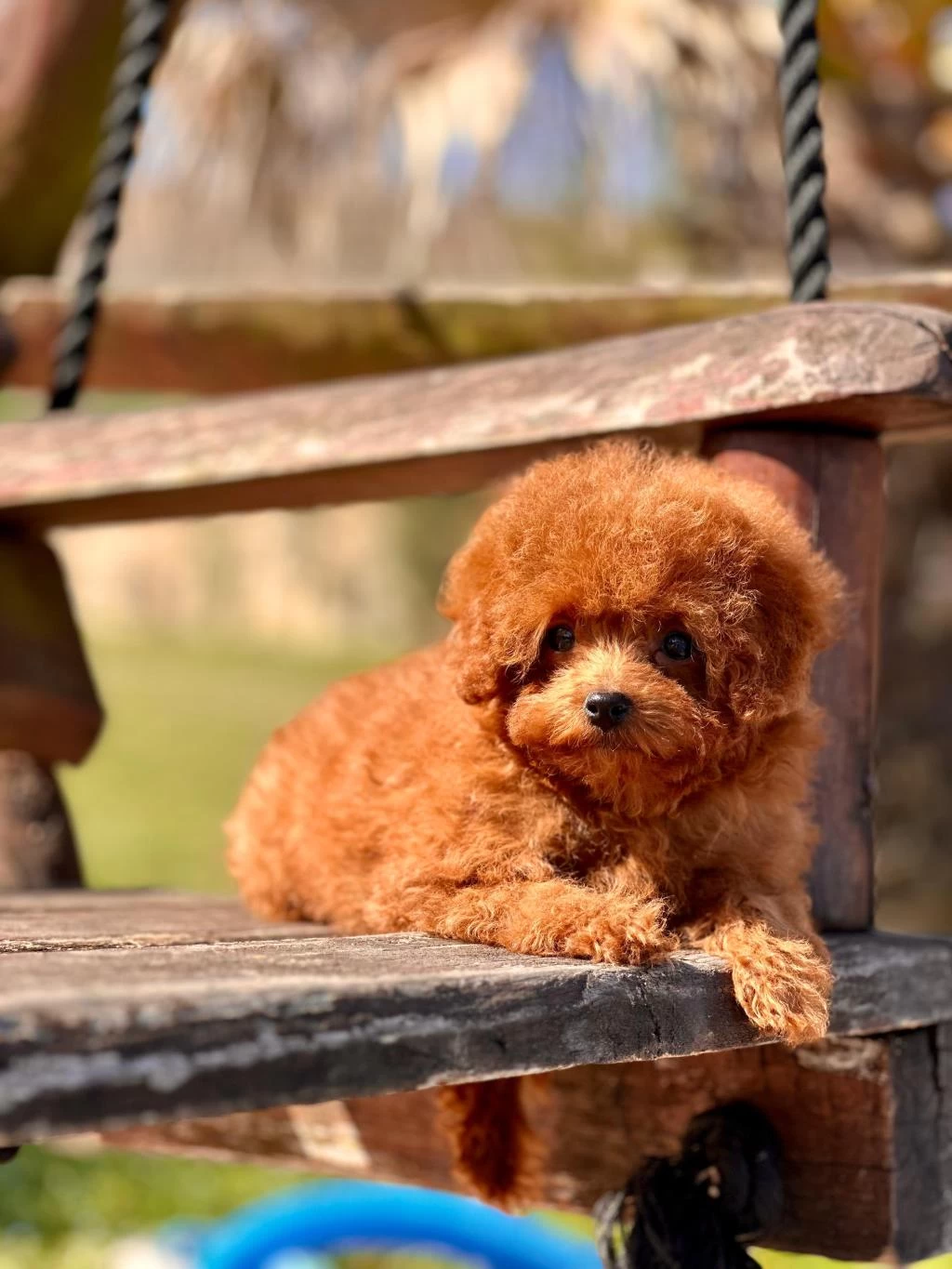 Oyuncak Ayıcık Görünümlü Red Poodle Yavrularımız