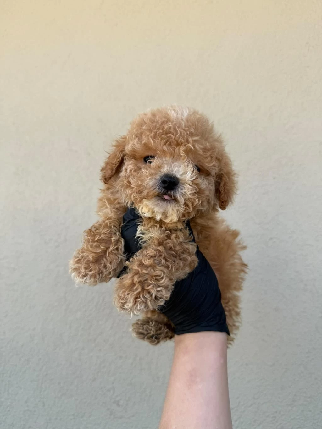 Toy Poodle Köpeğimiz