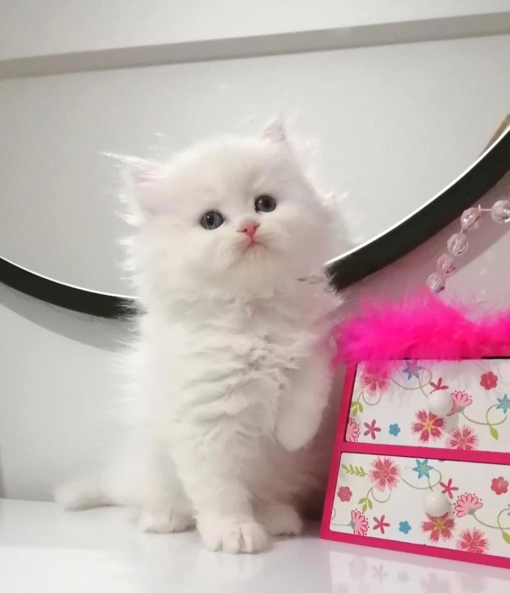 Muhteşem Chinchilla Güzellik