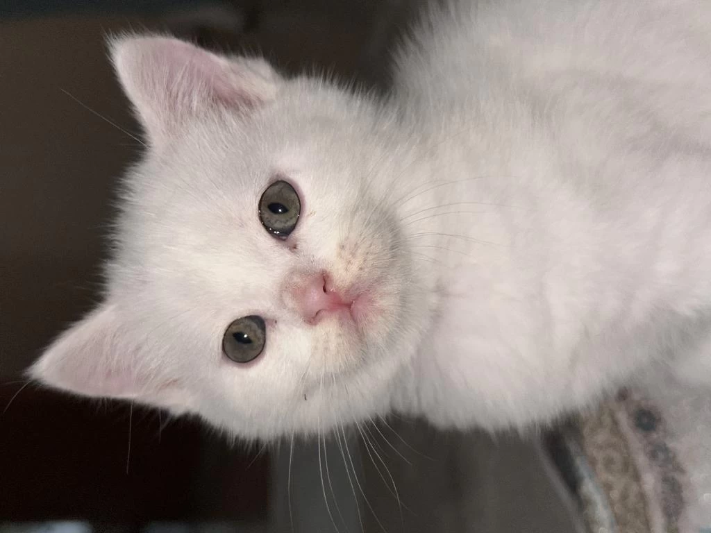 British Shorthair Beyaz Yavrular
