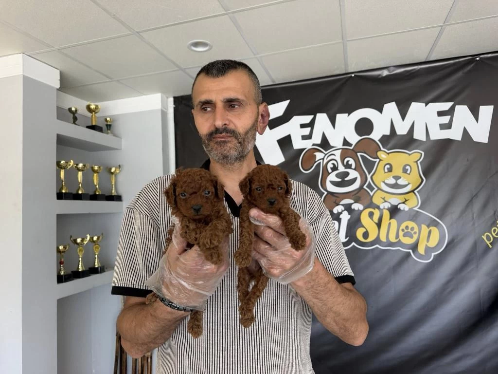 Türkiye Nin En Güzel Toy Poodle Yavrulari Ankara Da