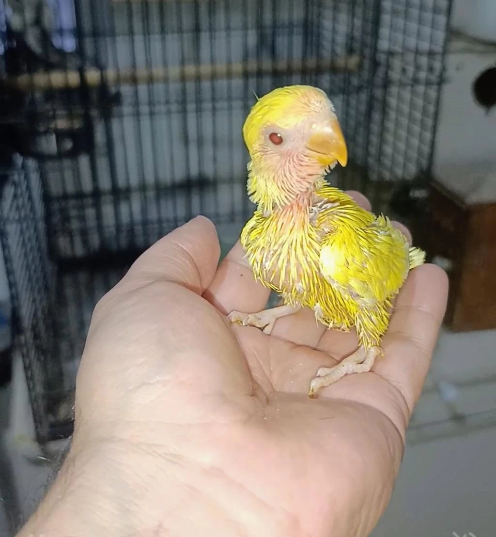El Besleme Kırmızı Göz Mutasyon Sevda Papağanı