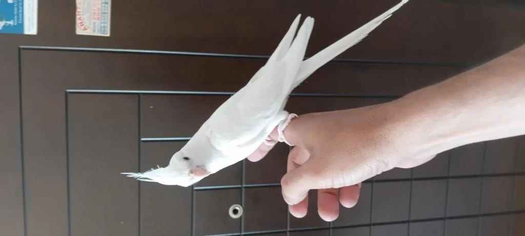 2 Aylık Sultan Papağanı