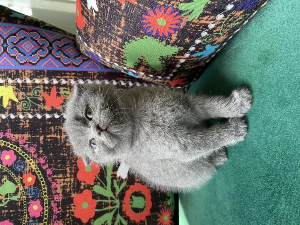 Kırık Kulak Ayı Kafa Yavru Scottish Fold