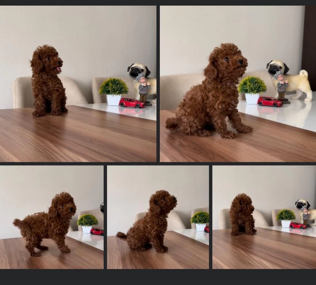Show Kalite Toy Poodle Lar Petmode Köpek Çiftliğinde