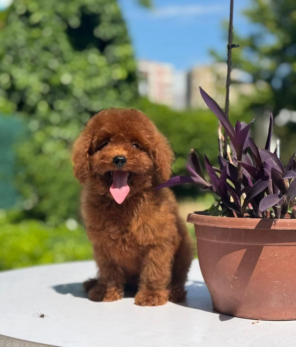 Orjinal Red Toy Poodle Yavrularımız