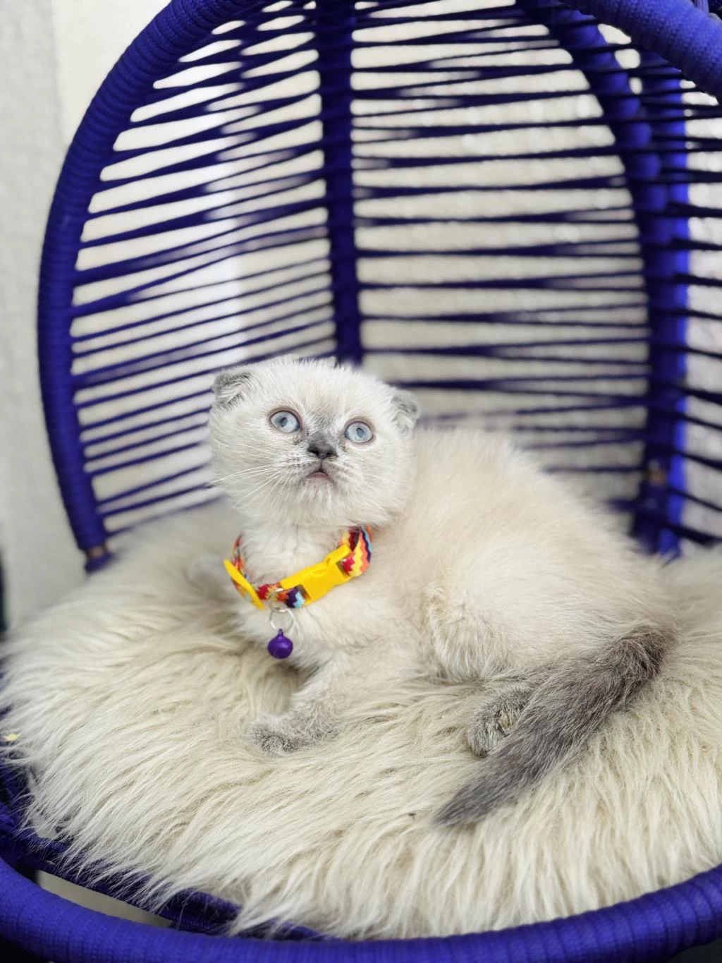 Scottish Fold Bluepoint Dişi Erkek Yavrular