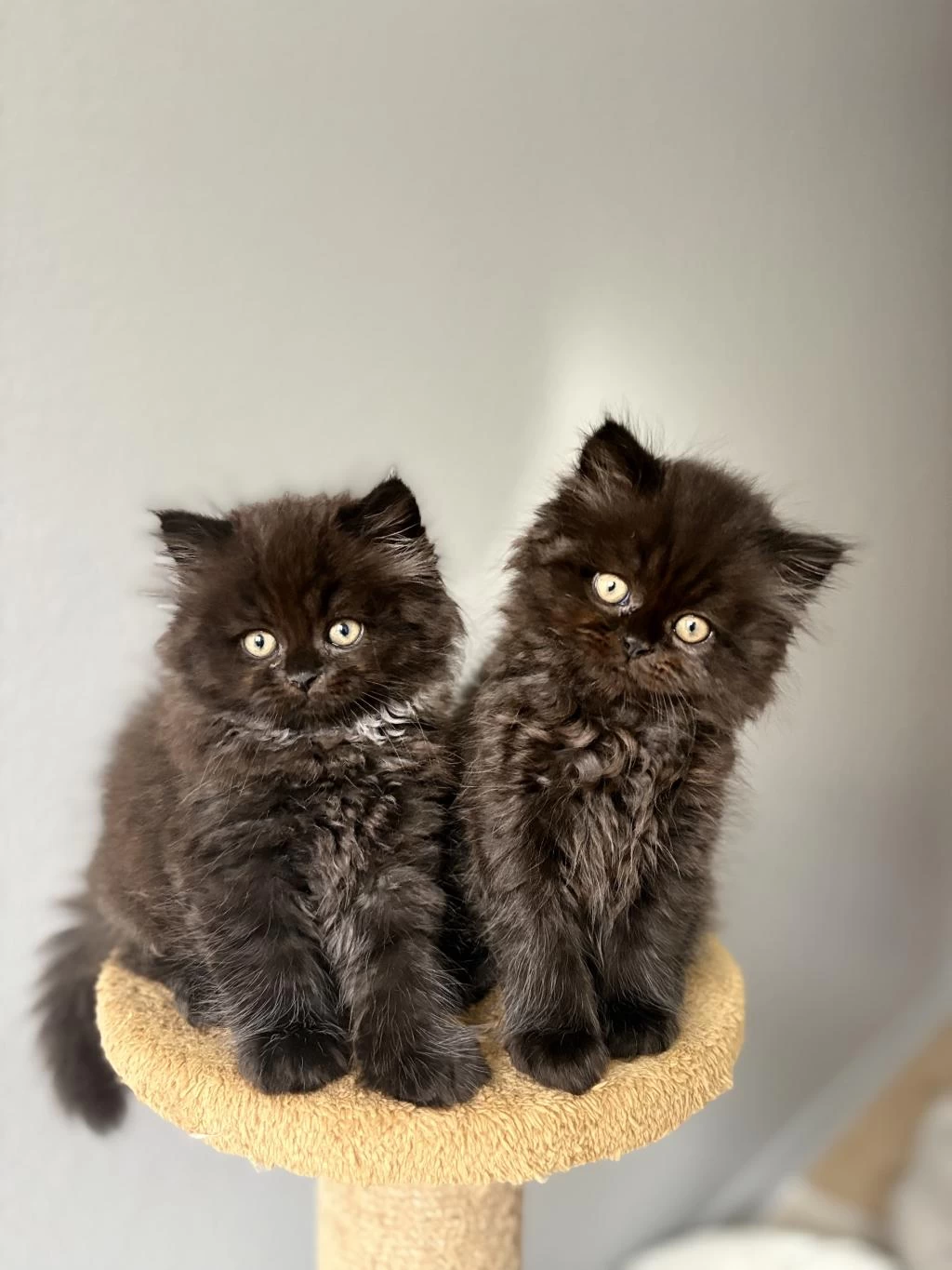 British Longhair Yavrularımız