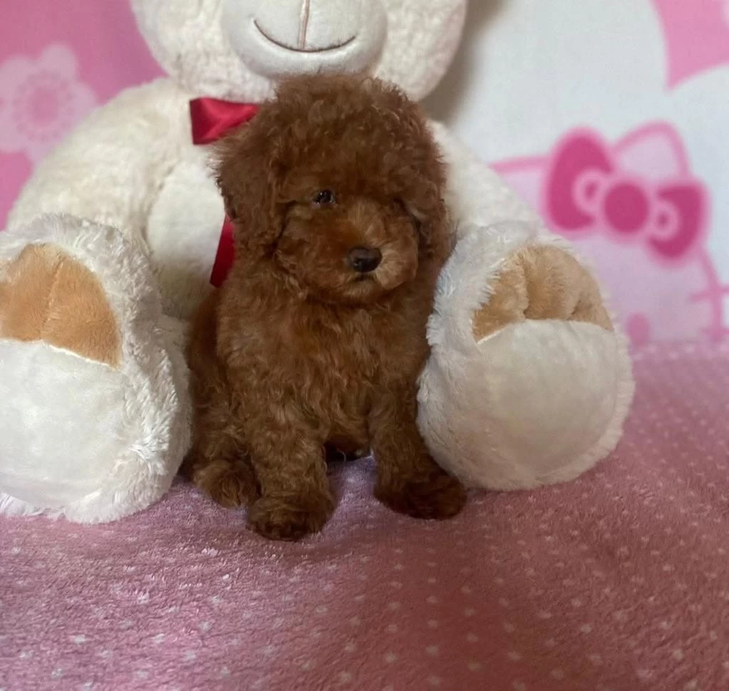 Ruhsatli Köpek Çiftliğinden Toypoodle Yavrularımız