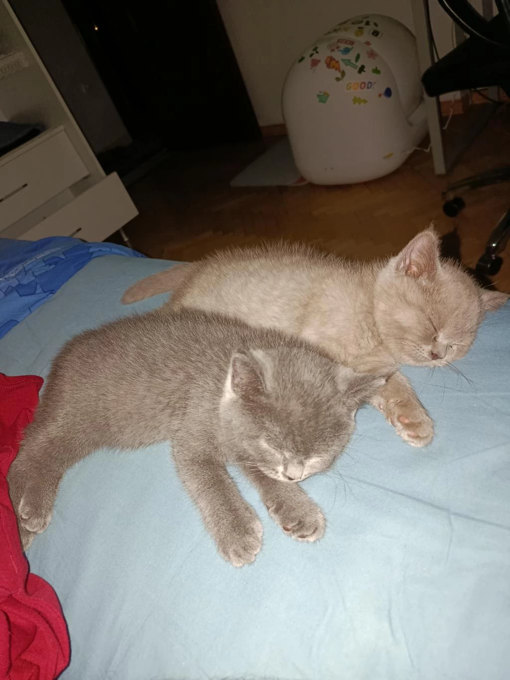 British Shorthair Yavrularıma Kalıcı Yuva Arıyorum