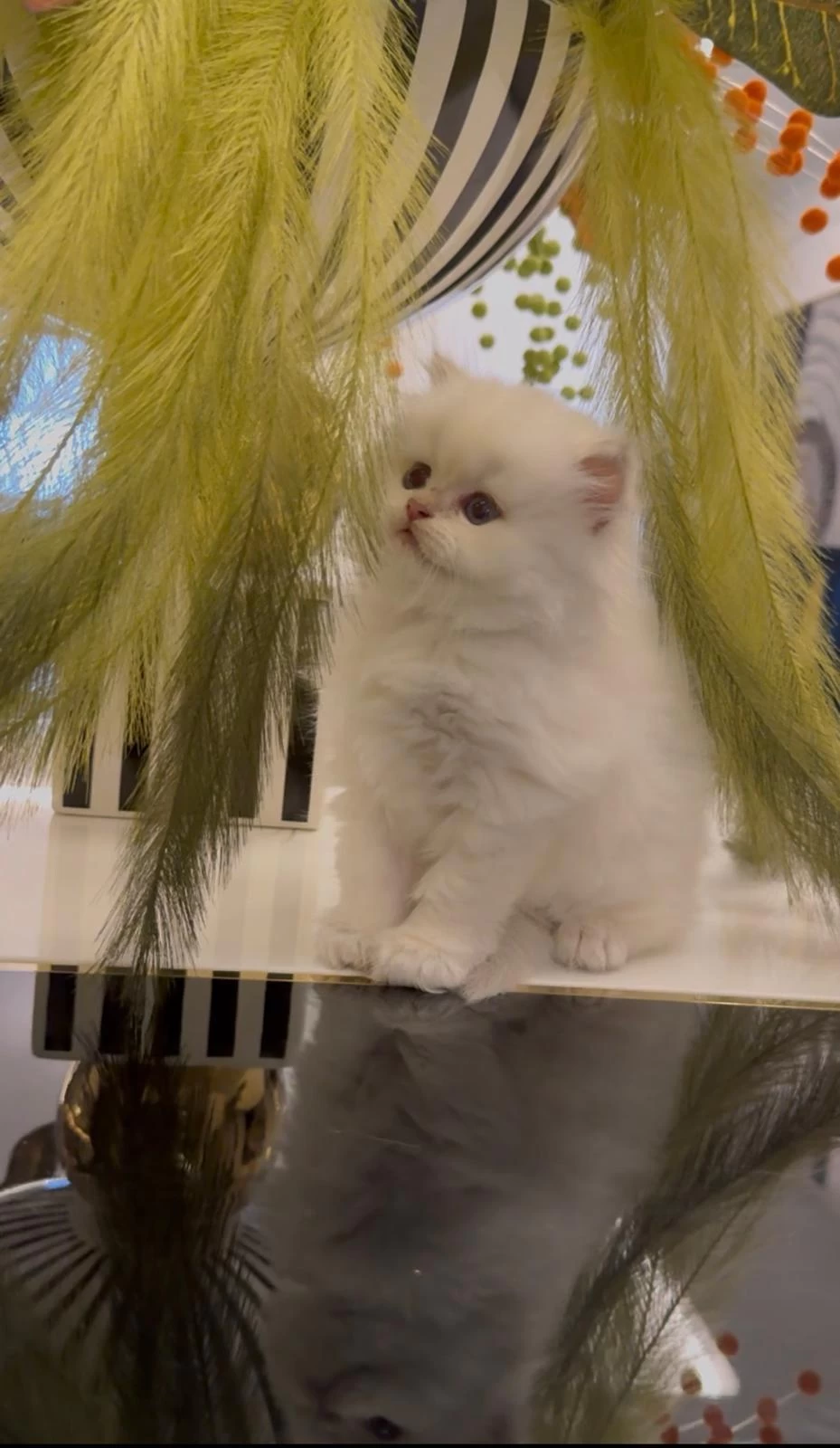 British Longhair Yavrularim