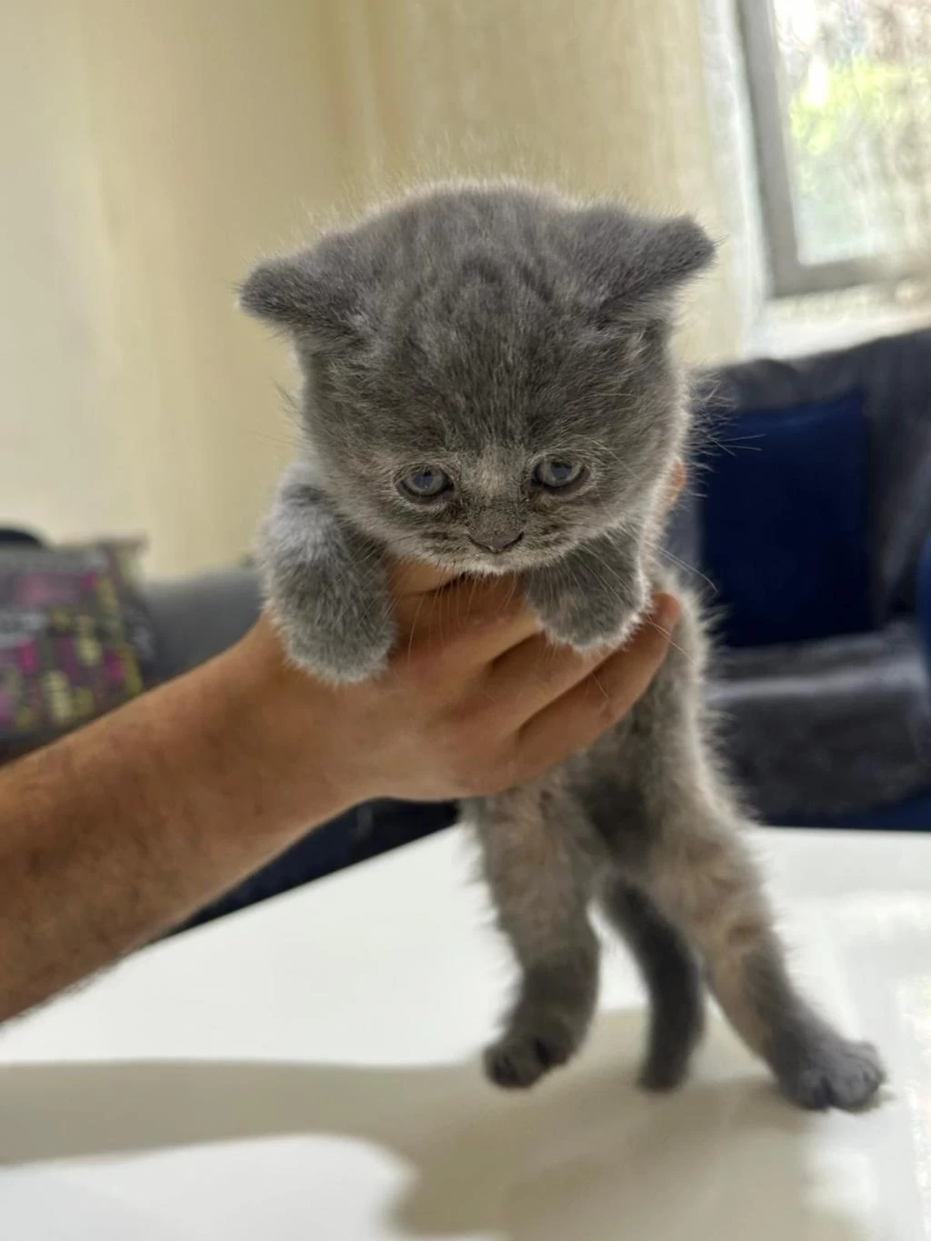 Minik Patilere Yuva British Shorthair (dişi)