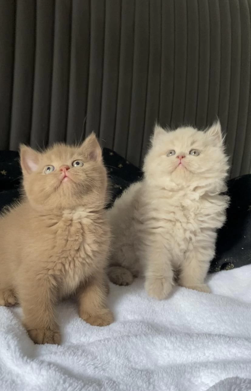 British Shorthair Kızlarım (cinnamon Fawn Ve Lilac)