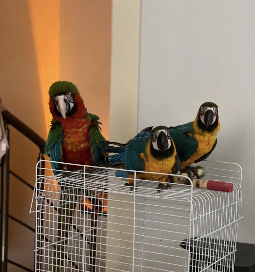 Mavi Macaw Papağanı Eğitime Açık