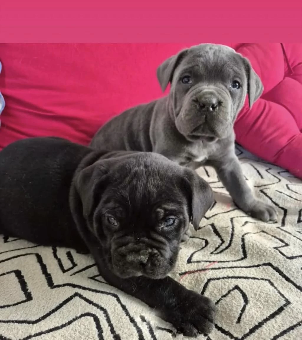 A Scr Dev Cane Corso Yavrularımız