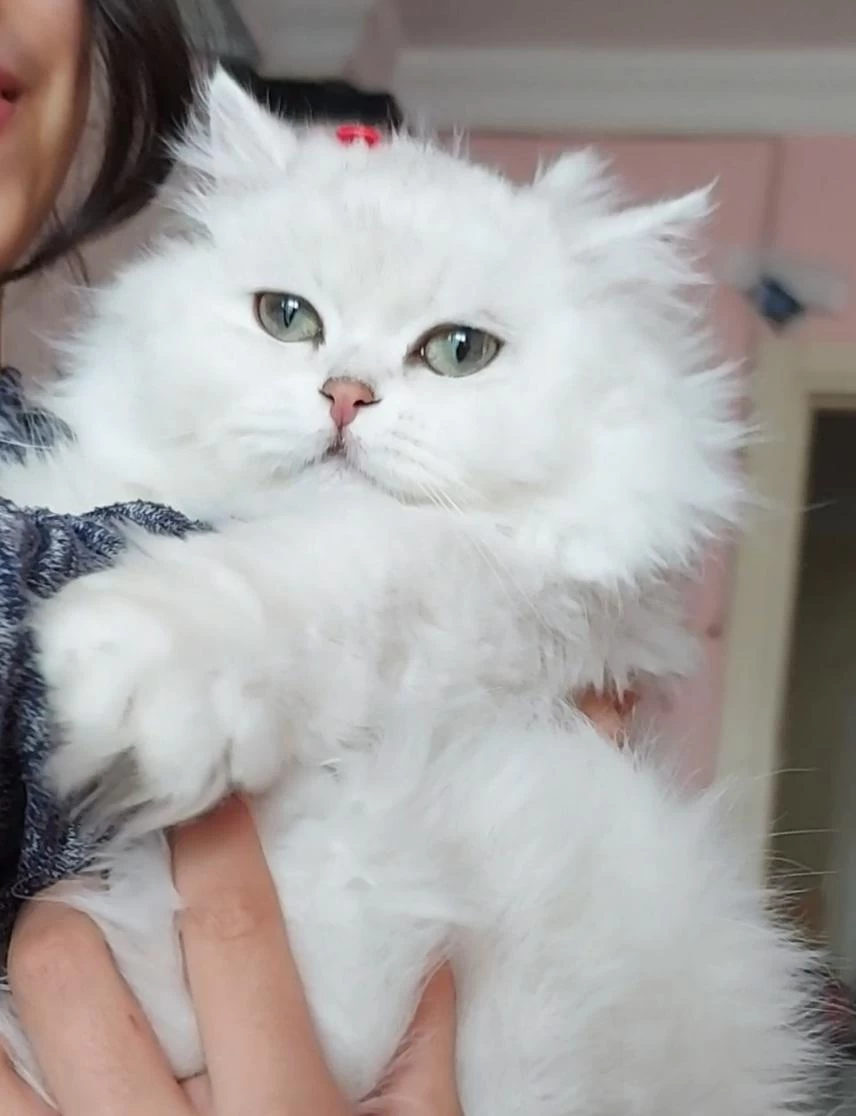 British Longhair Dişi Ücretsiz