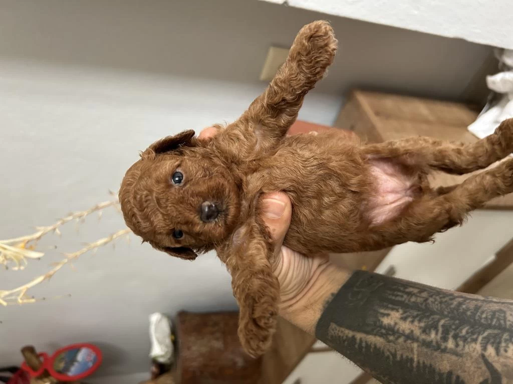 Toy Poodle Kore Kan Yavrular