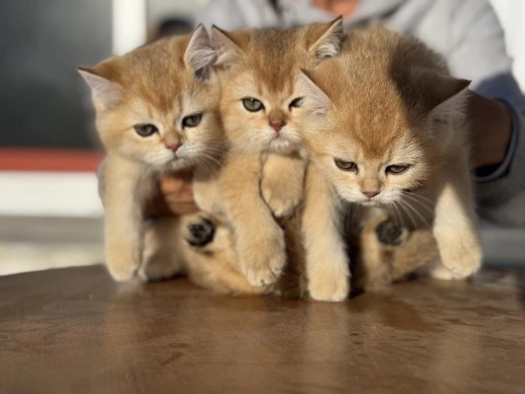 En Güzel Golden British Shorthair Yavrumuz