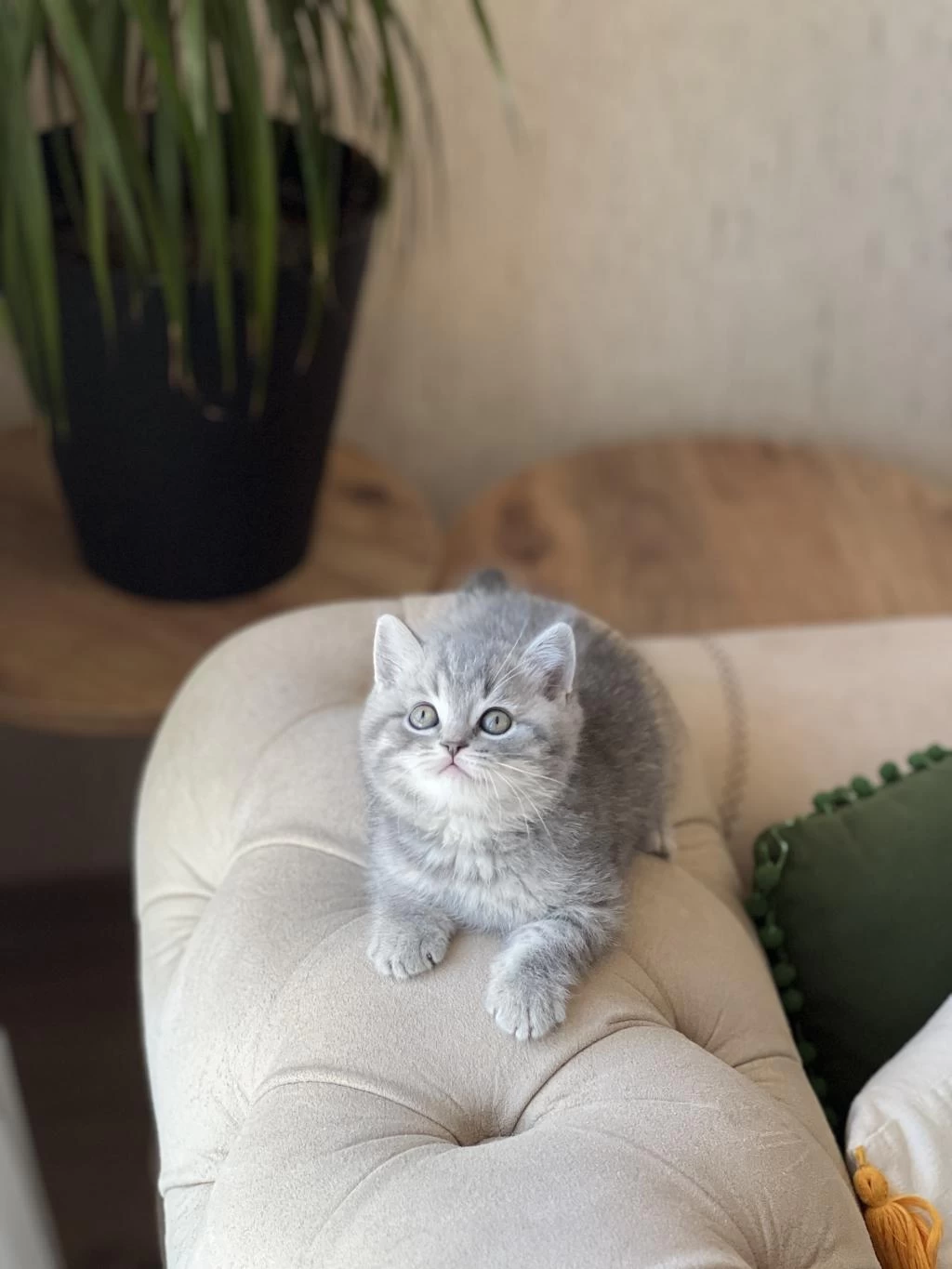Pofuduk Ayi Surat British Shorthair Yavrum