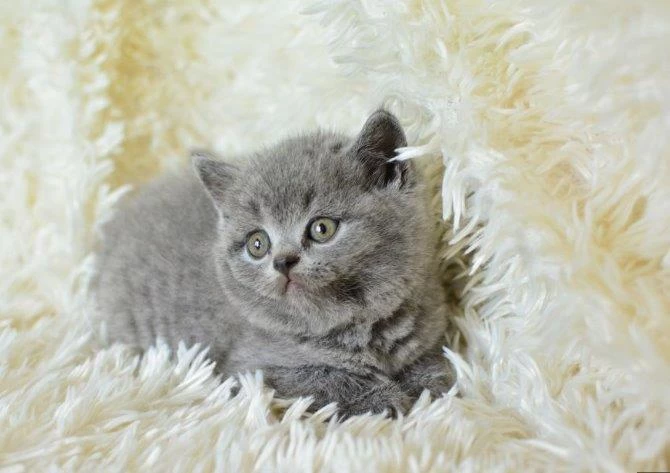 İrk Ve Sağlik Garantili British Shorthair