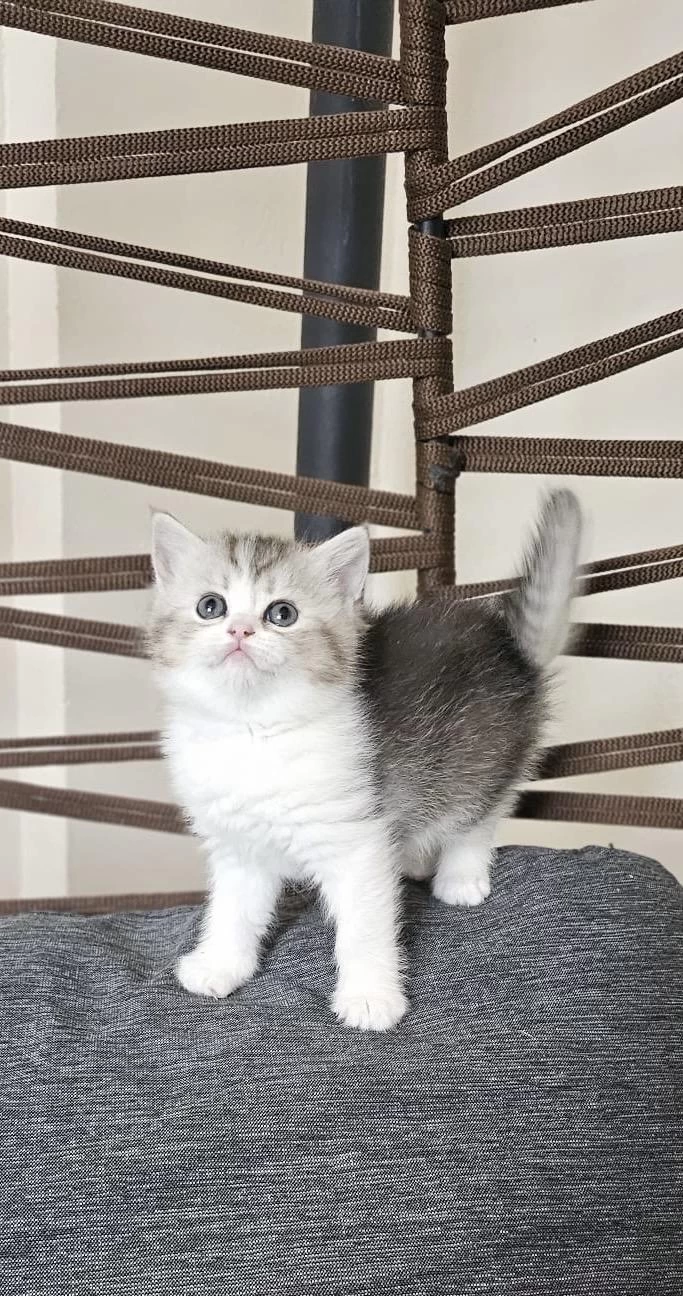 British Shorthair Yavrularim