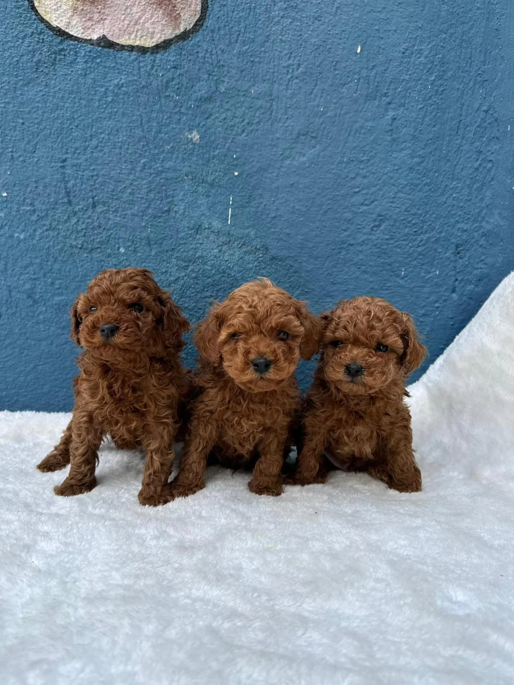 Ruhsatli Çiftlikten Toy Poodle Bebekler