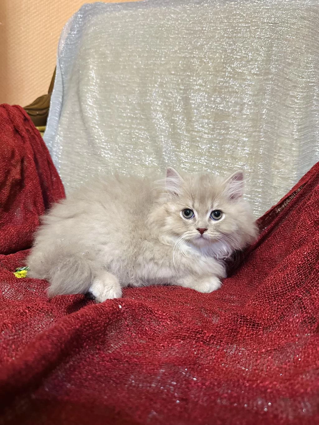 Sütten Kesilen Safkan British Longhair Bebekler