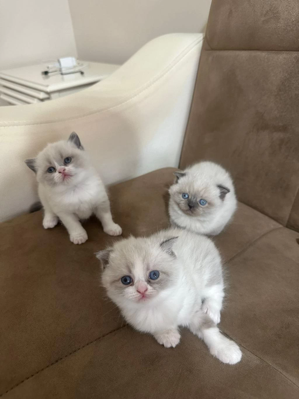 Sağlıklı Dişi Bebek Kedimiz