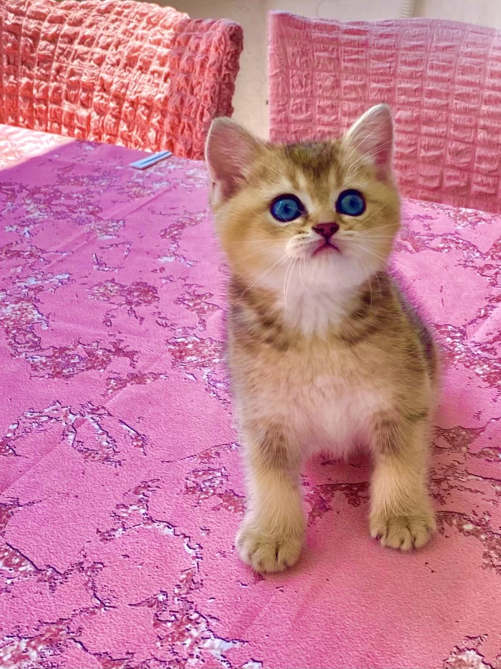 Black Golden Safkan Güzel Gözlü Tatlı Kız Kedimiz