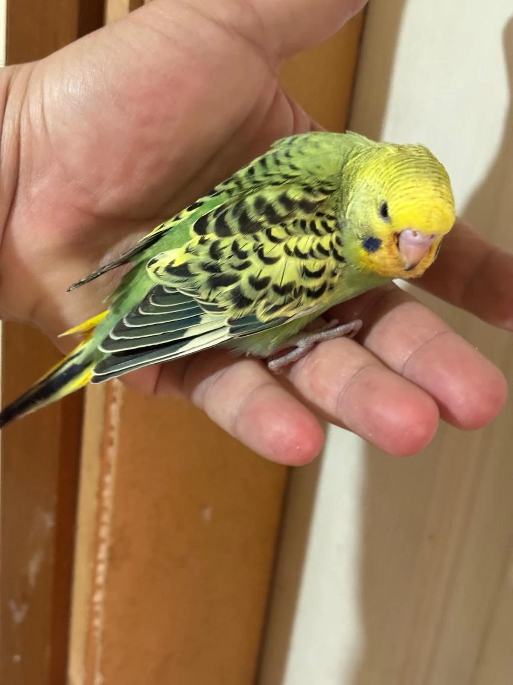 37 Günlük Konuşturmalik Bebek Muhabbet Kuşu