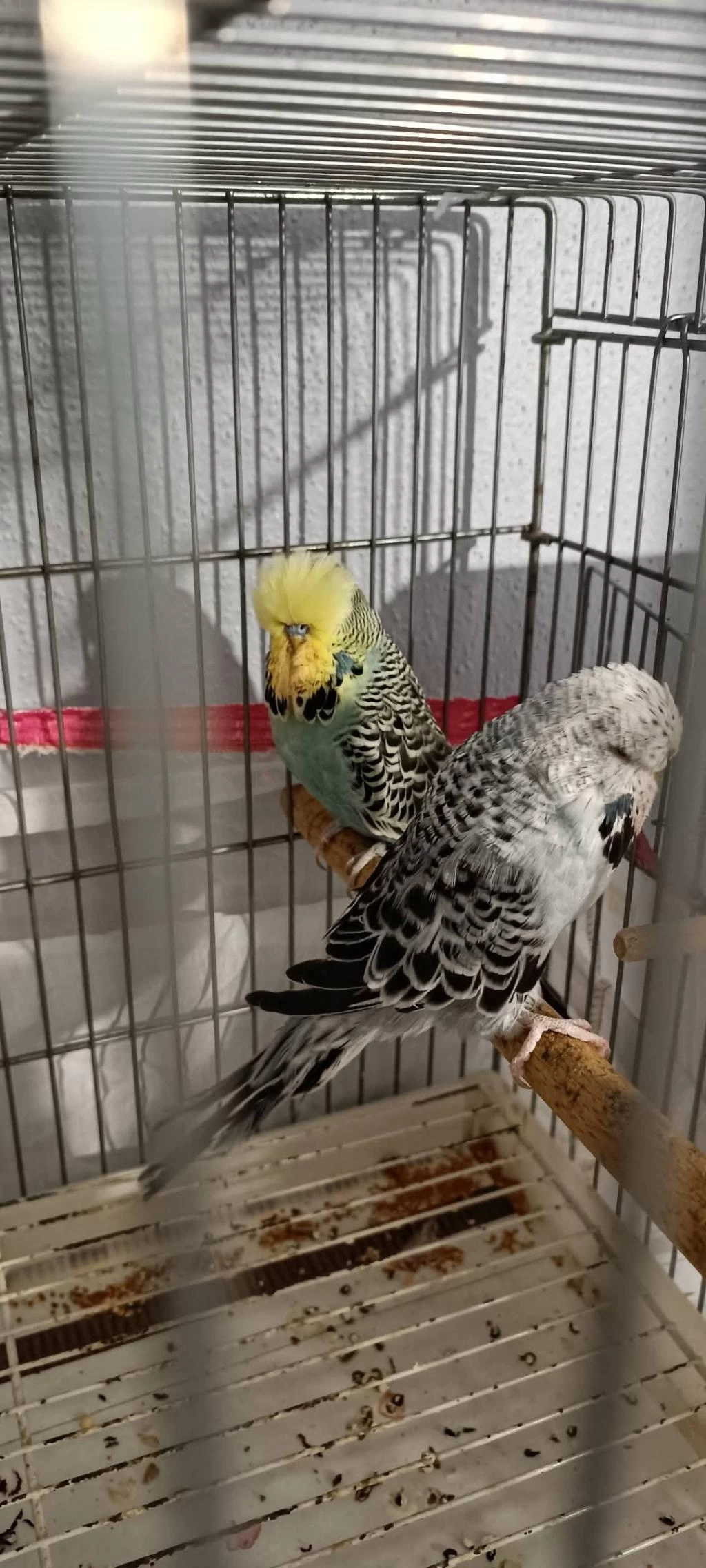 2 Takım Show Jumbo Muhabbet Kuşu
