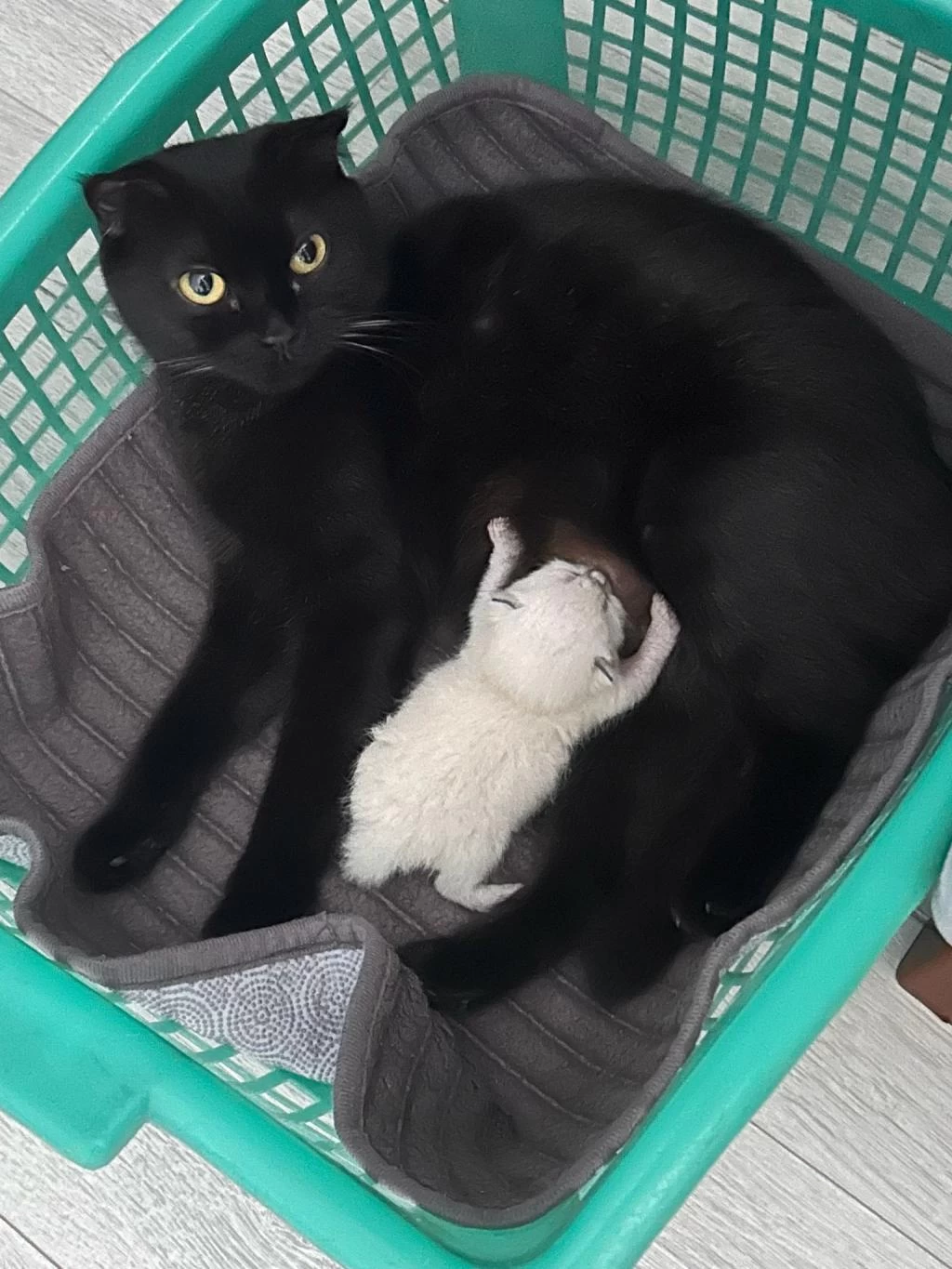 Ücretsiz Sahiplendirme Siyah Scottish Fold