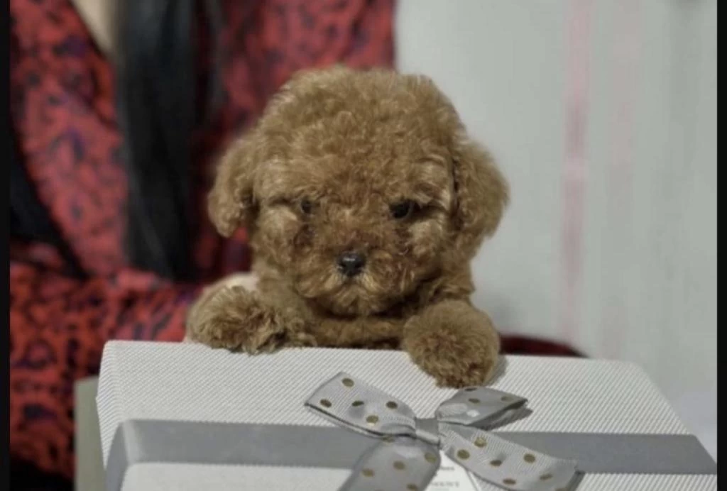 Harika Toy Poodle Bakimli