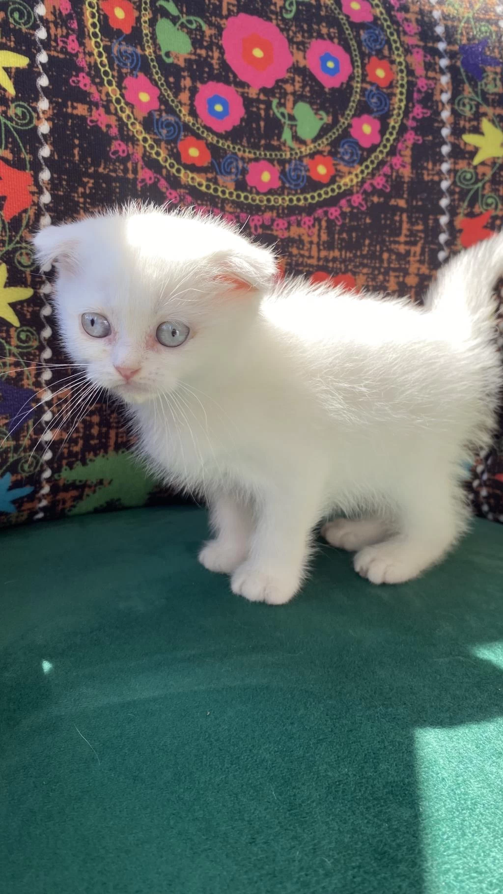 Bembeyaz Kırık Kulak Scottish Fold Yavru
