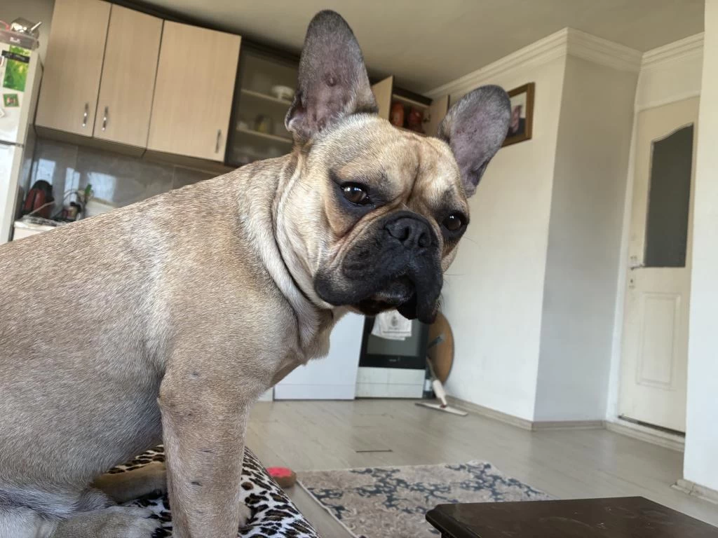 Erkek French Bulldog Karnesi Yoktur