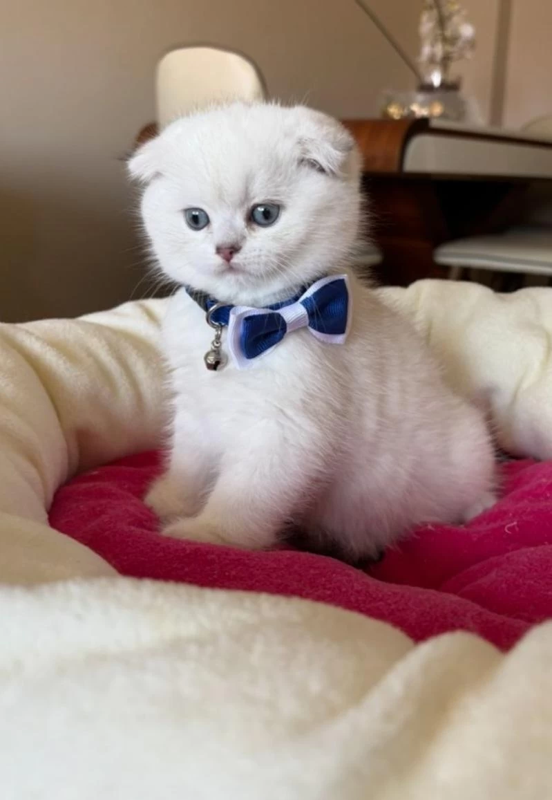Scottish Fold Erkek Yavrumuza Yuva (uyguna)