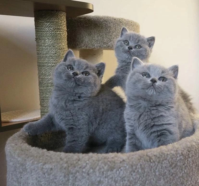 İrk Ve Sağlik Garantili British Shorthair Yavrular