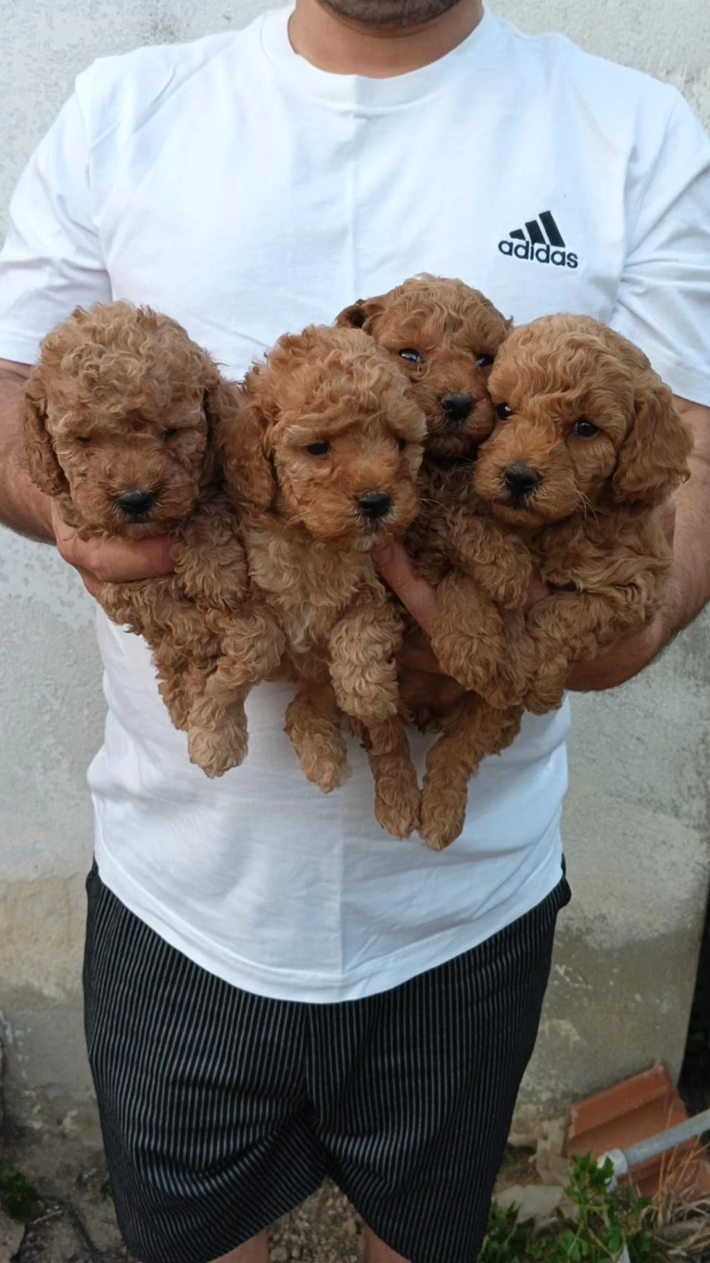 Full Garanti Orjinal Poodle