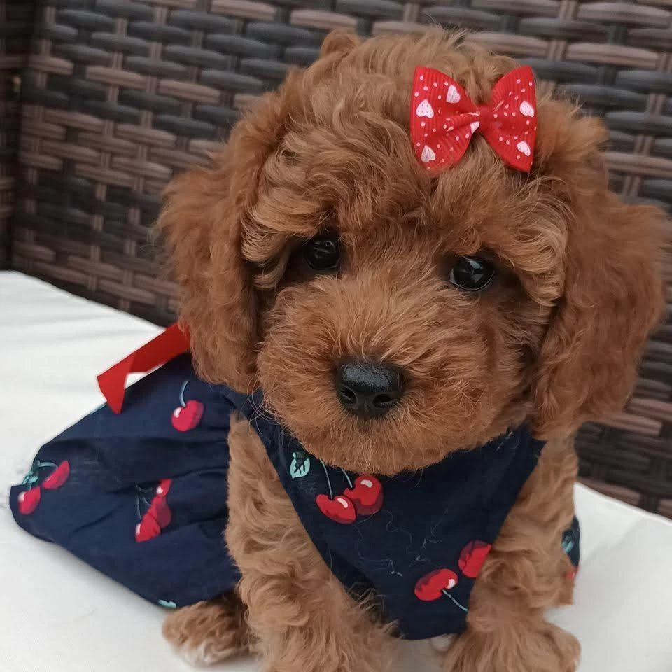 Toy Poodle İrk Garantili Yavrular