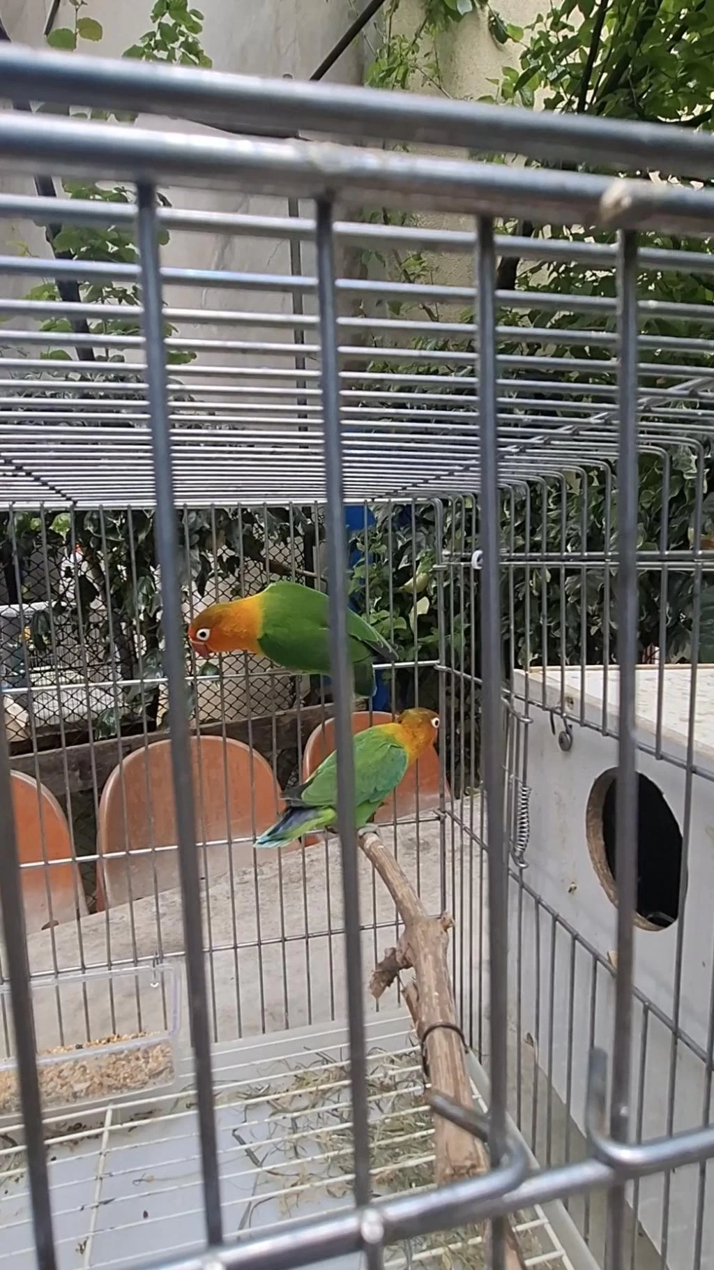 Cennet Papağanı Takım Klasik 1 Yaş