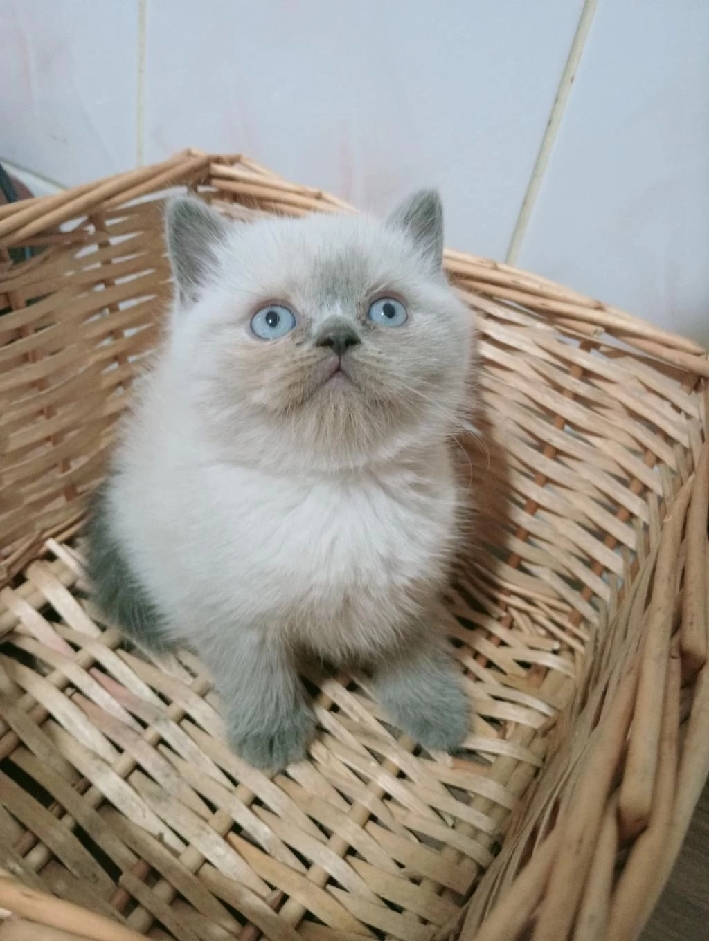 Mavi Gözlü Blue Point British Shorthair Yavrular
