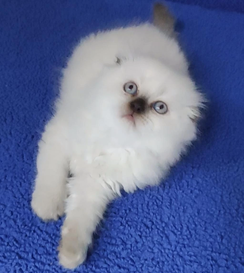 Teslime Hazir Mükemmel Bir Scottish Fold