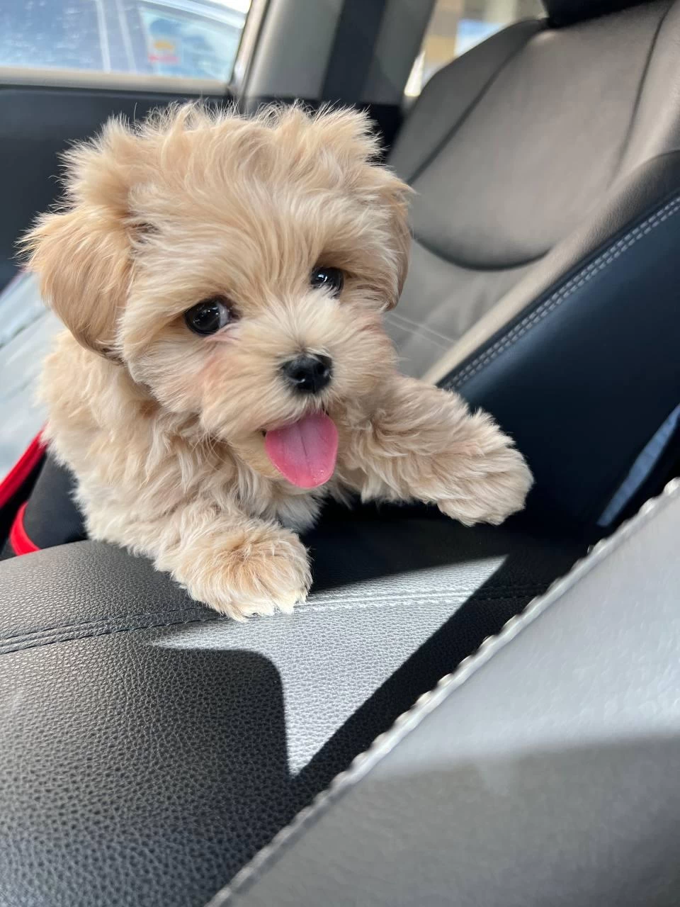 Kore Maltipoo Teacup