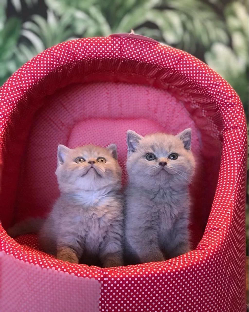 Bebek Yüz British Shorthair Yavrular